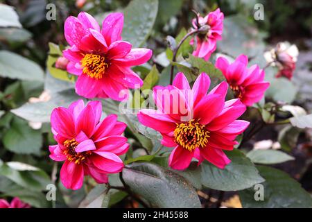 Dahlia ‘Figaro’ dunkelrosa Decorative Dahlia Group 5 tiefrosa Blüten mit verdrehten Blütenblättern, Oktober, England, Großbritannien Stockfoto