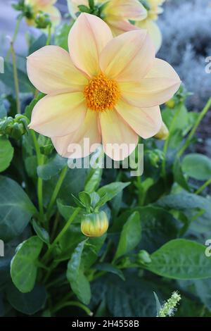 Dahlia ‘Figaro Mix’ Decorative Dahlia Group 5 cremefarbene Blüten mit zartrosa Flush, Oktober, England, Großbritannien Stockfoto