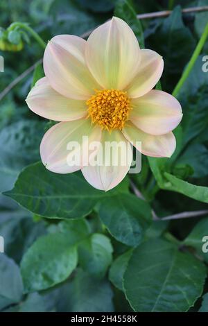 Dahlia ‘Figaro Mix’ Decorative Dahlia Group 5 cremefarbene Blüten mit zartrosa Flush, Oktober, England, Großbritannien Stockfoto