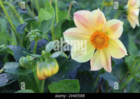 Dahlia ‘Figaro Mix’ Decorative Dahlia Group 5 cremefarbene Blüten mit zartrosa Flush, Oktober, England, Großbritannien Stockfoto