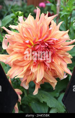 Dahlia ‘Labyrinth’ Decorative Dahlia Group 5 große, hellorange Blüten mit mittelrosa Blütenblättern, ausgestellte, spitze Blütenblätter, Oktober, England, Großbritannien Stockfoto