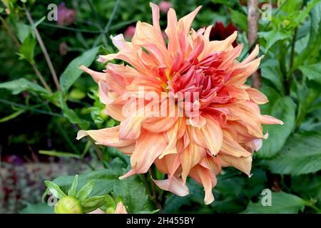 Dahlia ‘Labyrinth’ Decorative Dahlia Group 5 große, hellorange Blüten mit mittelrosa Blütenblättern, ausgestellte, spitze Blütenblätter, Oktober, England, Großbritannien Stockfoto