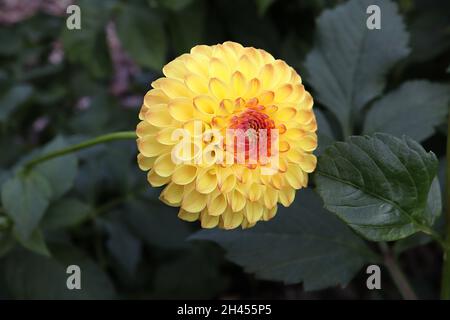 Dahlia ‘Sunny Boy’ Ball Dahlia Group 6 gelbe Blüten mit roter Mitte, rotiert gerollte Blütenblätter, Oktober, England, Großbritannien Stockfoto