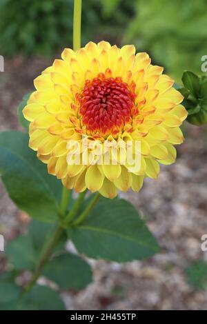 Dahlia ‘Sunny Boy’ Ball Dahlia Group 6 gelbe Blüten mit roter Mitte, rotiert gerollte Blütenblätter, Oktober, England, Großbritannien Stockfoto