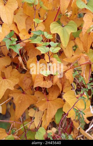 Dioscorea nipponica yam – dreilappige hellgrüne und orange braune Blätter, rote Stämme, Oktober, England, Großbritannien Stockfoto