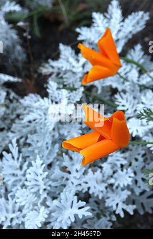 Escholzia californica ‘Orange King’ California Mohn Orange King – seidige, schalenförmige, tieforange Blüten, Senecio Cineraria / Dusty Miller, Oktober, UK Stockfoto