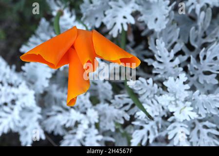 Escholzia californica ‘Orange King’ California Mohn Orange King – seidige, schalenförmige, tieforange Blüten, Senecio Cineraria / Dusty Miller, Oktober, UK Stockfoto