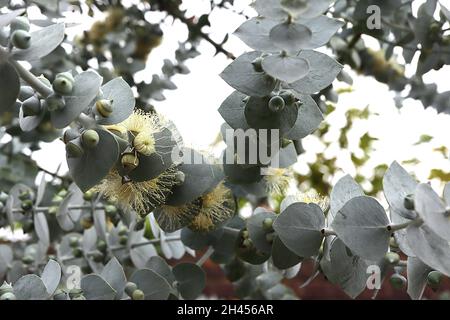 Eucalyptus pauciflora debeuzevillei Jounama Snow gum – cremefarbene Blüten langer Staubgefäße, graugrüne herzförmige Blätter in entgegengesetzten Blättern, Oktober, Großbritannien Stockfoto