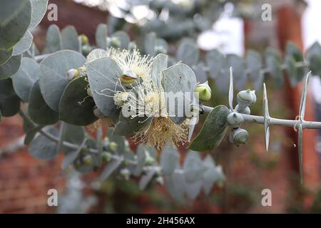 Eucalyptus pauciflora debeuzevillei Jounama Snow gum – cremefarbene Blüten langer Staubgefäße, graugrüne herzförmige Blätter in entgegengesetzten Blättern, Oktober, Großbritannien Stockfoto