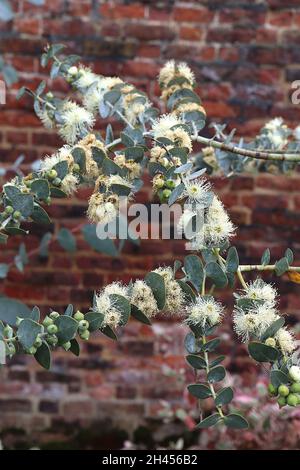 Eucalyptus pauciflora debeuzevillei Jounama Snow gum – cremefarbene Blüten langer Staubgefäße, graugrüne herzförmige Blätter in entgegengesetzten Blättern, Oktober, Großbritannien Stockfoto