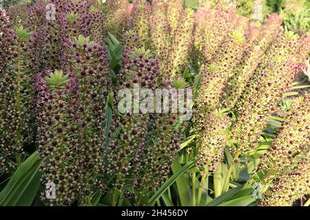 Eucomis comosa ‘Sparkling Burgundy’ Ananaslilie Sparkling Burgundy – aufrechte Trauben von mittelrosa sternförmigen Blüten auf hellgrünen Stielen, Großbritannien Stockfoto