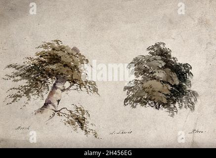 Zwei Bäume, Buche (Fagus) und Ulme (Ulmus), mit Details der Form. Aquarell von P. Lewis. Stockfoto