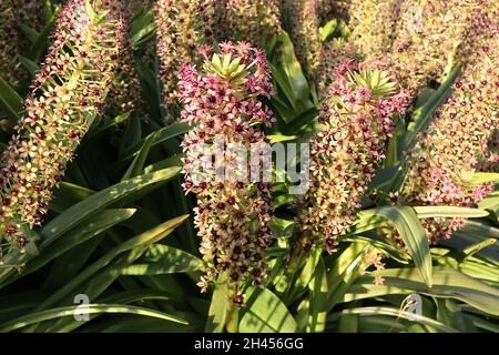 Eucomis comosa ‘Sparkling Burgundy’ Ananaslilie Sparkling Burgundy – aufrechte Trauben von mittelrosa sternförmigen Blüten auf hellgrünen Stielen, Großbritannien Stockfoto