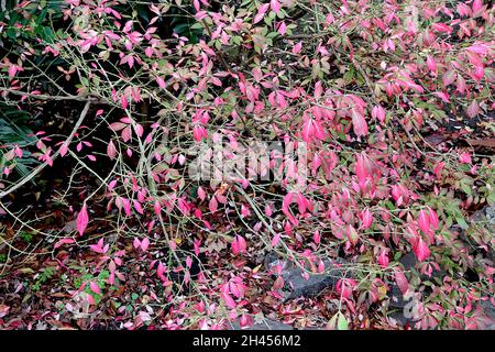 Euonymus alatus geflügelte Spindel – leuchtend rosa, spitze ovate Blätter, Oktober, England, Großbritannien Stockfoto