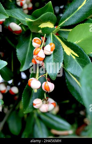 Euonymus japonicus ‘Golden Maiden’ Spindel Golden Maiden – weiße Samenschicht teilt sich zu orangefarbenen Samen, dunkelgrüne Blätter mit gelbem Spritzer, Oktober, Großbritannien Stockfoto