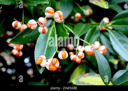 Euonymus japonicus ‘Golden Maiden’ Spindel Golden Maiden – weiße Samenschicht teilt sich zu orangefarbenen Samen, dunkelgrüne Blätter mit gelbem Spritzer, Oktober, Großbritannien Stockfoto