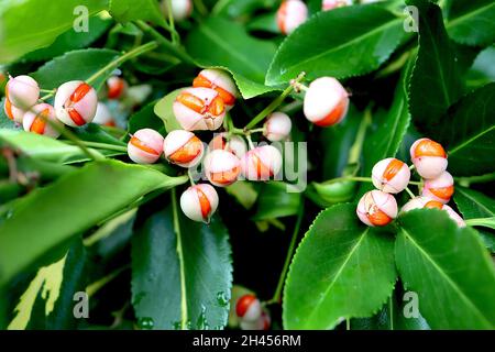 Euonymus japonicus ‘Golden Maiden’ Spindel Golden Maiden – weiße Samenschicht teilt sich zu orangefarbenen Samen, dunkelgrüne Blätter mit gelbem Spritzer, Oktober, Großbritannien Stockfoto