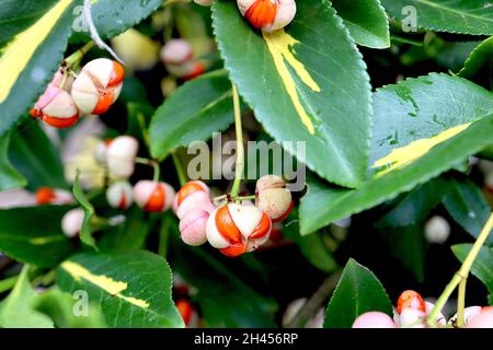 Euonymus japonicus ‘Golden Maiden’ Spindel Golden Maiden – weiße Samenschicht teilt sich zu orangefarbenen Samen, dunkelgrüne Blätter mit gelbem Spritzer, Oktober, Großbritannien Stockfoto