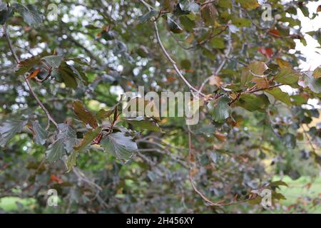 Fagus sylvatica f purpurea Kupferbuche – dunkelgrüne, eifrote, glänzende Bronzeblätter, Oktober, England, Großbritannien Stockfoto