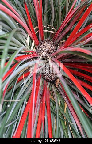 Fascicularia bicolor purpurrot bromeliad – blassviolette Blütenrosette und Hügel aus steifen, graugrünen Blättern und zentralen scharlachroten Blättern, Oktober, Großbritannien Stockfoto