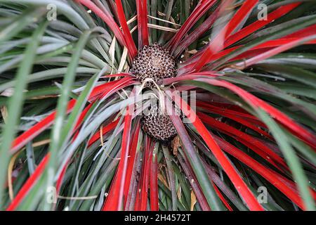 Fascicularia bicolor purpurrot bromeliad – blassviolette Blütenrosette und Hügel aus steifen, graugrünen Blättern und zentralen scharlachroten Blättern, Oktober, Großbritannien Stockfoto