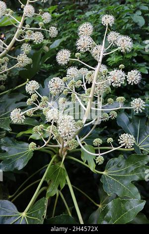 Fatsia japonica Ölpflanze oder Papierpflanze – kugelförmige Dolden aus winzigen weißen Blüten und großen dunkelgrünen glänzenden Blättern, Oktober, England, Großbritannien Stockfoto