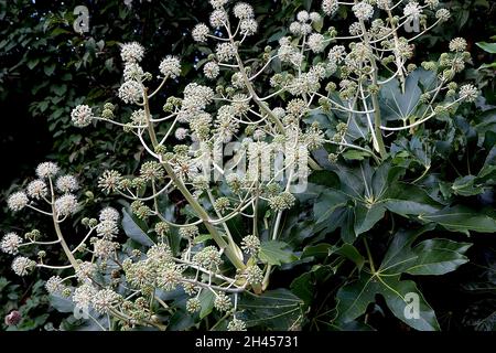 Fatsia japonica Ölpflanze oder Papierpflanze – kugelförmige Dolden aus winzigen weißen Blüten und großen dunkelgrünen glänzenden Blättern, Oktober, England, Großbritannien Stockfoto