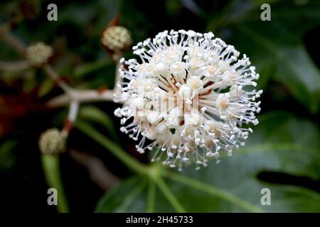 Fatsia japonica Ölpflanze oder Papierpflanze – kugelförmige Dolden aus winzigen weißen Blüten, Oktober, England, Großbritannien Stockfoto