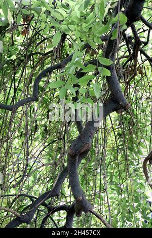 Fraxinus excelsior ‘Pendula’ Weinende Esche – glatte, gefiederte, graugrüne Blätter und verwinkelte hängende Äste, Oktober, England, Großbritannien Stockfoto