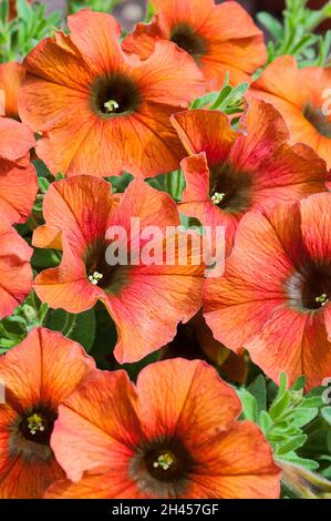 Nahaufnahme von Petchoa x hybrida BeautiCal cinnamon eine Sommer blühende buschige halbhängend halbwinterharte Staude Stockfoto