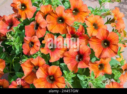 Nahaufnahme von Petchoa x hybrida BeautiCal cinnamon eine Sommer blühende buschige halbhängend halbwinterharte Staude Stockfoto