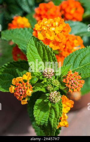 Nahaufnahme von brechenden Blütenköpfen und geschlossenen Knospen auf Lantana Camara Tangerine ein Sommer blühender Strauch, der ausdauernd immergrün und frostzart ist Stockfoto