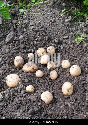 Frisch gegrabene Rocket Potatoes im juli eine erste frühe Kartoffel, die eine schwere Cropper ist und als gekochte oder Salatkartoffel verwendet werden kann Stockfoto