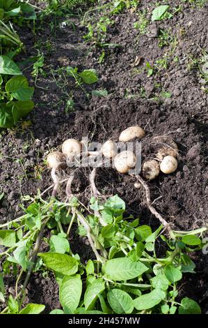 Frisch gegrabene Rocket Potatoes im juli eine erste frühe Kartoffel, die eine schwere Cropper ist und als gekochte oder Salatkartoffel verwendet werden kann Stockfoto