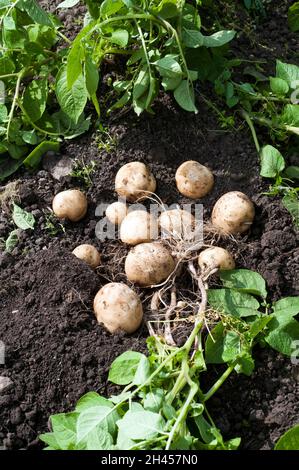 Frisch gegrabene Rocket Potatoes im juli eine erste frühe Kartoffel, die eine schwere Cropper ist und als gekochte oder Salatkartoffel verwendet werden kann Stockfoto