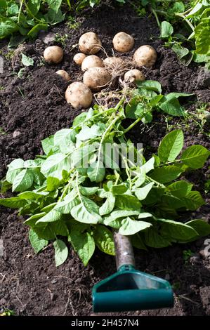 Frisch gegrabene Rocket Potatoes im juli eine erste frühe Kartoffel, die eine schwere Cropper ist und als gekochte oder Salatkartoffel verwendet werden kann Stockfoto