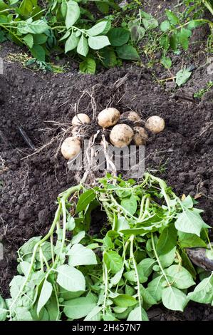 Frisch gegrabene Rocket Potatoes im juli eine erste frühe Kartoffel, die eine schwere Cropper ist und als gekochte oder Salatkartoffel verwendet werden kann Stockfoto