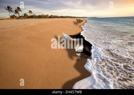 Eine digitale Kombination aus Manta-Rochen, Manta alfredi, die über den Papohaku Beach am Westufer von Molokai, Hawaii, fährt. Stockfoto