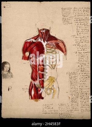 Zerschnitt des Rumpfes: Vorderansicht mit den Knochen und Muskeln, mit einer kleinen Skizze des Gesichts einer Frau. Tinte und Aquarell mit laminierten Klappen, 18--. Stockfoto