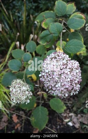 Hortensia arborescens ‘Invincibelle Mini Mauvette’ Miniatur-Hortensien – kleine Blütenköpfe mit blassrosa Blüten und dunkelrosa Rändern, Oktober, Großbritannien Stockfoto