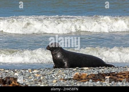 Graurobbe (Halichoerus grypus), Düne, Helgoland Island, Schleswig-Holstein, Deutschland Stockfoto