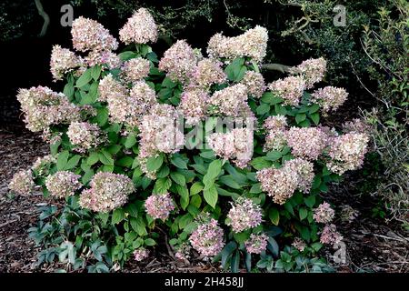 Hortensia paniculata ‘Vanille Fraise’ Hortensia Vanille Fraise – dichte pyramidenförmige Blütenstände aus mittelrosa und hellgrünen Blüten, Oktober, Großbritannien Stockfoto