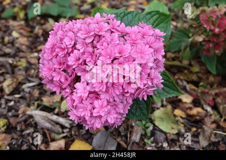 Hortensia macrophylla ‘You and Me Together’ Hortensia You and Me Together – doppelte mittelgroße rosa Blüten mit dunkelrosa Rändern, Oktober, England, Großbritannien Stockfoto