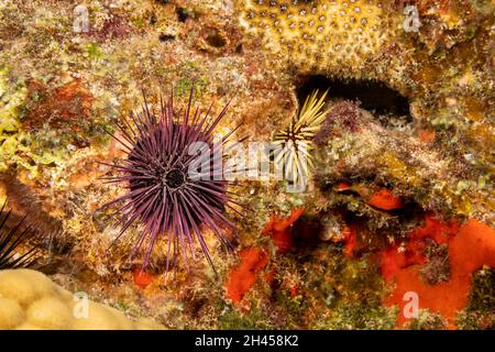 Hier sind zwei Arten von felsenbohrenden Seeigel abgebildet. Der Rücken im Spalt mit den dicken Dornen ist Echinometra mathaei, auch bekannt als Burrowi Stockfoto