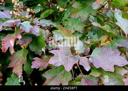 Hortensia quercifolia ‘Snowflake’ eichenblättrige Hortensia Snowflake - hängende Rispe aus doppelten weißen Blüten und Eichenblatt-förmigen Blättern, Oktober, Großbritannien Stockfoto