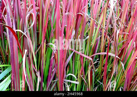 Imperata cylindrica ‘Red Baron’ cogon Grass Red Baron – kurzes zweifarbiger Grass mit mittelgrünen und tiefroten Blättern, Oktober, England, Großbritannien Stockfoto