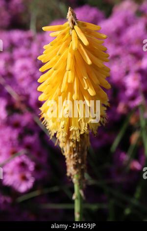 Kniphofia ‘Brimstone’ Red Hot Poker Brimstone - Zwerg kniphofia mit röhrenförmigen gelben hängenden konischen Blütentrauben, Oktober, England, Großbritannien Stockfoto