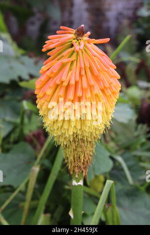 Kniphofia rooperi Roopers Red Hot Poker – orange und gelbe Röhrenblüten in abgerundeten Büscheln an hohen Ähren, Oktober, England, Großbritannien Stockfoto