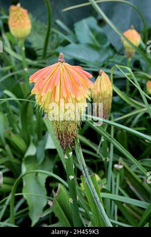 Kniphofia rooperi Roopers Red Hot Poker – orange und gelbe Röhrenblüten in abgerundeten Büscheln an hohen Ähren, Oktober, England, Großbritannien Stockfoto