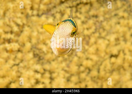 Ein gekrönter Kugelfisch, Canthigaster axiologa, vor einem gelben Gorgonien-Fan von Korallen, Philippinen. Stockfoto